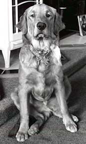 Shop Dog Angus
